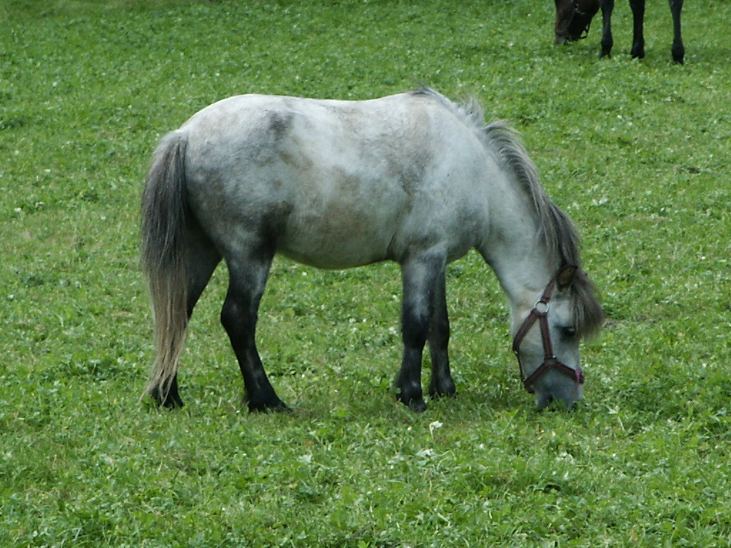 PICT0684.JPG